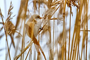 Bearded tit feeds on a reed panicle photo
