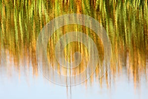 Reed bed reflection