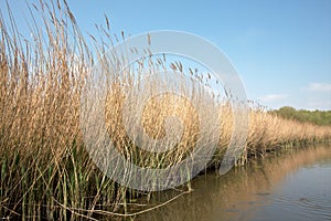 Reed Bed on Norfolk Broads Nature Reserve, England photo