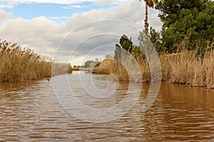 Reed Beds Along the Albufera Valencia Waterfront