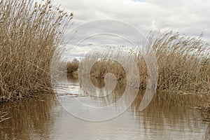 Reed Beds Along the Albufera Valencia Waterfront