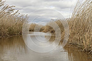 Reed Beds Along the Albufera Valencia Waterfront