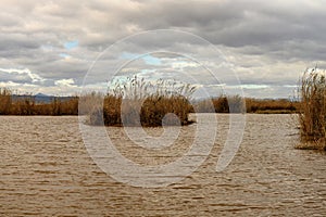 Reed Beds Along the Albufera Valencia Waterfront