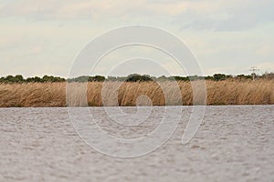 Reed Beds Along the Albufera Valencia Waterfront