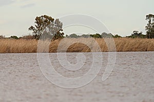 Reed Beds Along the Albufera Valencia Waterfront