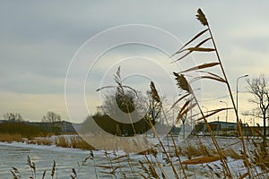 Reed beds on the bank of a frozen lake