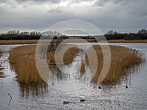 Reed beds at Far Ings Nature Reserve, North Lincolnshire, England photo