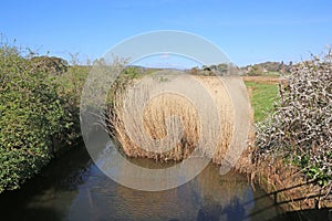 Reed beds by the River Teign, Devon