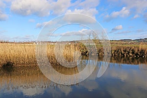 Reed beds by the River Teign, Devon