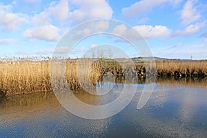 Reed beds by the River Teign