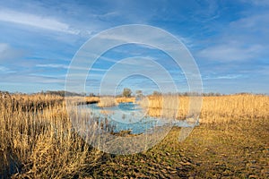 Reed beds in a swampy area in the Netherlands