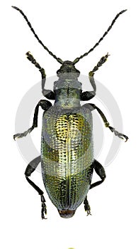 Reed beetle on white Background