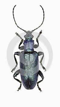 Reed beetle on white Background