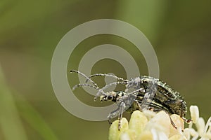 Reed beetles mating