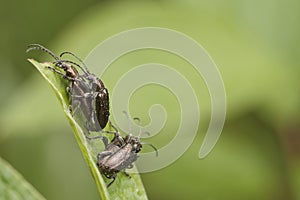 Reed beetles mating