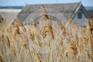 Reed belt near Rust on Lake Neusiedl in Burgenland, Austria