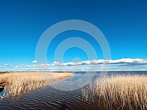 Reed belt at a watercourse