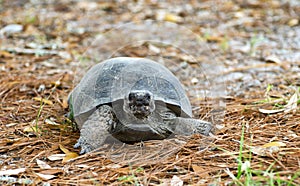 Gopher Tortoise at Reed Bingham State Park Georgia photo