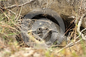 Gopher Tortoise in Burrow at Reed Bingham State Park Georgia photo