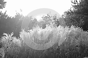 Reed in Black and White in Park
