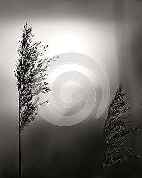 Reed in black and white. Romantic sunset. Dreamy and calm mood in nature