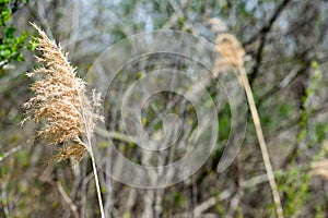 Reed blowing in wind