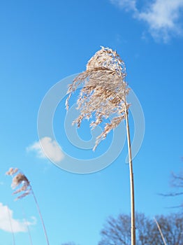 Reed blowing in the wind under blue sky