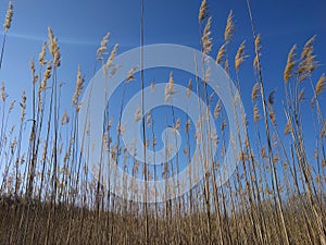 Reed with blue sky