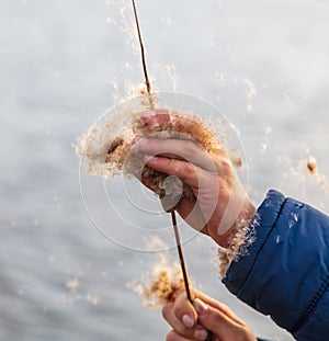 Reed in the boy's hand