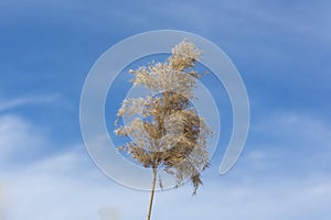 Reed branch, spring, bright blue sky with clouds.