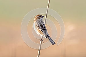 A Reed buning on a reed stem. photo