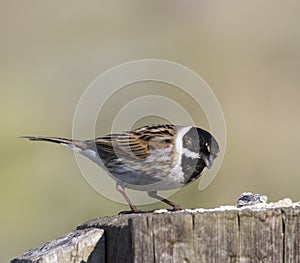 Reed bunting