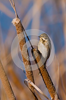 Reed bunting
