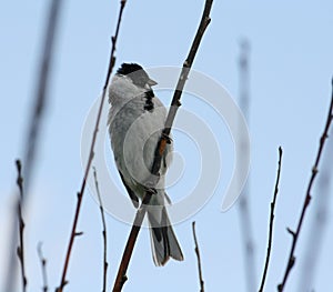 Reed Bunting
