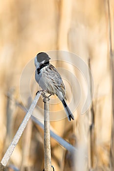 Reed Bunting, Emberiza schoeniclus photo