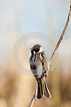 Reed Bunting, Emberiza schoeniclus