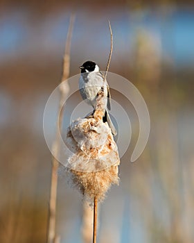 Reed Bunting, Emberiza schoeniclus photo