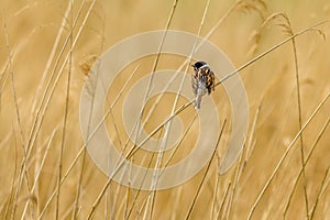 Reed bunting Emberiza schoeniclus