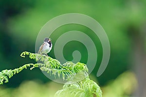 Reed Bunting (Emberiza schoeniclus) male against blurred green background, singing, taken in the UK