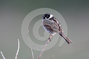 Reed bunting, Emberiza schoeniclus photo