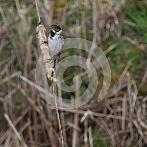Reed Bunting (Emberiza schoeniclus) Perched on Bulrush Seed-Head.