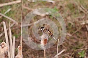 Reed Bunting (Emberiza schoeniclus) Perched on Bulrush Seed-Head.