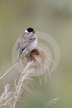 Reed bunting, Emberiza schoeniclus photo