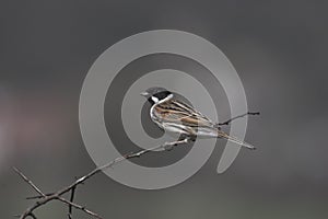 Reed Bunting On Hawthorn