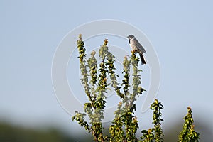 Reed Bunting on lovely green bush detailed