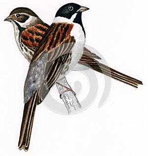 Reed bunting male-female (Emberiza schoeniclus)