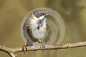 Reed Bunting, male Reed BuntingEmberiza schoeniclus perched on a branch looking left with shallow depth of field giving a blurre