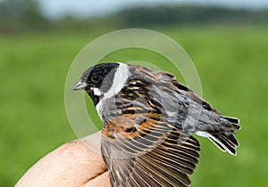 Reed bunting on the man's palm