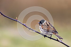 Reed Bunting