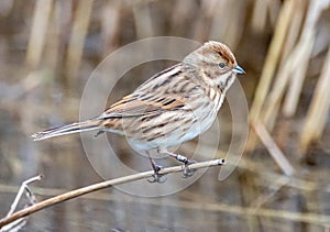 Reed Bunting - RSPB Lakenheath Fen